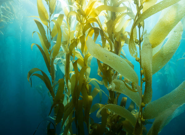 Seaweed Detox Bath Soak