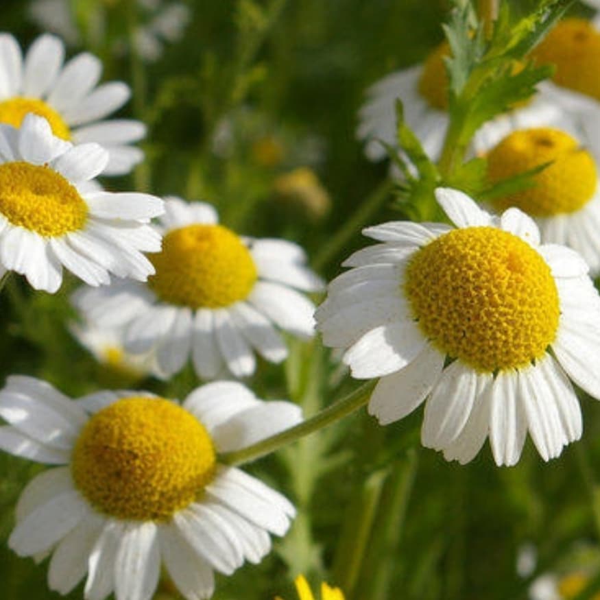 Why we love natural ingredients, Chamomile