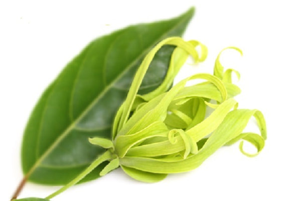 Bath Tea Salt Favors with Organic Herbal Teas